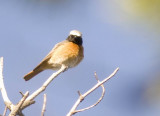 Common Redstart (Rödstjärt) Phoenicurus phoenicurus