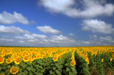Sunflowers, 28.6.2008.