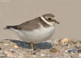 Bontbekplevier - Ringed plover - Charadrius hiaticula