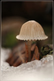 Mycena spec.