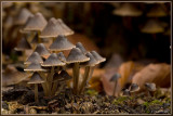 Kleefsteelmycena - Mycena viscosa ?