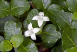 Partridgeberry flowers (Mitchella repens)
