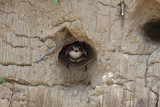 Sand martin Riparia riparia breguljka_MG_1279-1.jpg