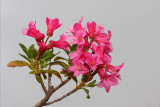 Hairy alpine rose Rhododendron hirsutum dlakavi sleč_MG_3203-1.jpg