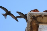 Common swift Apus apus črni hudournik_MG_2145-1.jpg