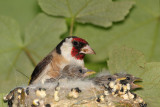 Goldfinch Carduelis carduelis lišček_MG_3766-1.jpg