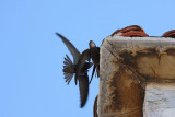 Common swift Apus apus črni hudournik_MG_2144-1.jpg