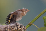 Goldfinch Carduelis carduelis lišček_MG_4313-1.jpg
