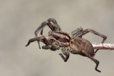 Wolf spider Hogna radiata tarantela_MG_6626-11.jpg