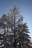 Snow on the trees sneg na drevju_MG_1006-1.jpg