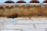 Common swift Apus apus črni hudournik_MG_2128-1.jpg