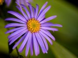 Purply daisymajig!