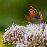 Small Copper