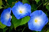 Morning Glory!