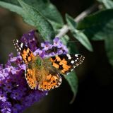 Painted Lady