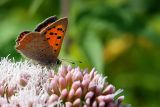 Small Copper (4140)