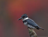 Belted Kingfisher, Creek Brook, Haverhill, Massachusetts