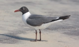 Lauging Gull, alternate adult
