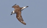 Black-capped Petrel