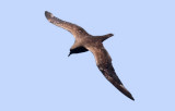 Trindade Petrel (#1 of 3)
