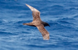 Trindade Petrel (#3 of 3)
