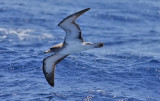 Cory's Shearwater