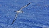 Cory's Shearwater