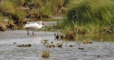 White Ibis, alternate (#1 of 2)