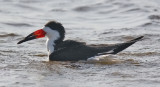 Black Skimmer, alternate (#1 of 2)