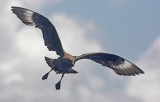 South Polar Skua