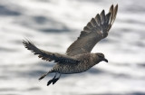 Pomarine Jaeger, immature