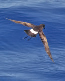 Wilson's Storm-Petrel