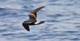 Leach's Storm-Petrel