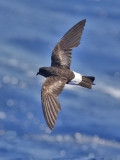 Wilson's Storm-Petrel
