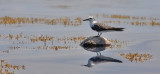 Bridled Tern, 1st cycle