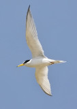 Least Tern, alternate
