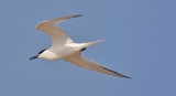 Sandwich Tern, alternate