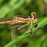 Platycnemis pennipes, female.jpg