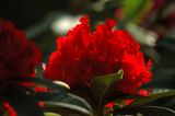 red glow