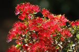 more red
