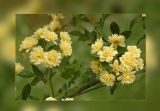 Banksia climbing rose