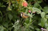 Eastern Spinebill Honeyeater