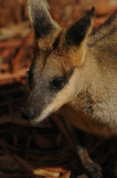 wallaby