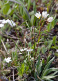 Lloydia serotina Alpine lily
