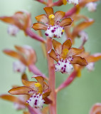 Corallorhiza maculata Spotted coral-root