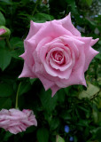 A PINK ROSE OF TEXAS, GROWING IN THE HOMEOWNER'S YARD - A SMALL BIT OF BEAUTY, AMID THE DESTRUCTION