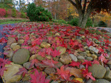 AN IMAGE MADE USING THE OPTEKA .45X WIDE ANGLE LENS