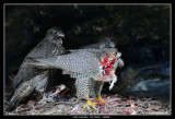 Gyr Falcon