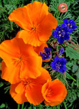 (DES 31) Desert Bluebells and Mexican Gold Poppies, Mingus Mountain, AZ