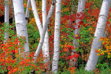 Birches near Gorham NH